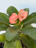 Euhorbia Milii Crown Of Thorns Corona de Cristo 'Name it Yourself' Pink Variety
