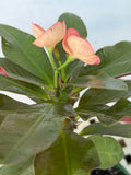 Euhorbia Milii Crown Of Thorns Corona de Cristo 'Name it Yourself' Pink Variety