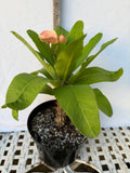 Euphorbia Milii SNOWFIRE Crown of Thorns  Corona de Cristo