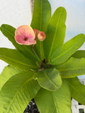 Euphorbia Milii SNOWFIRE Crown of Thorns  Corona de Cristo