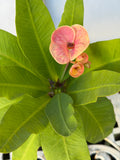 Euphorbia Milii SNOWFIRE Crown of Thorns  Corona de Cristo