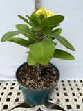 Euphorbia Milii THAI RAINFOREST Crown of Thorns Corona De Cristo