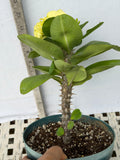 Euphorbia Milii THAI RAINFOREST Crown of Thorns Corona De Cristo
