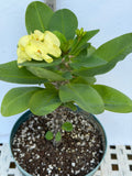 Euphorbia Milii THAI RAINFOREST Crown of Thorns Corona De Cristo