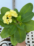Euphorbia Milii THAI RAINFOREST Crown of Thorns Corona De Cristo