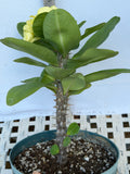 Euphorbia Milii THAI RAINFOREST Crown of Thorns Corona De Cristo