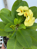 Euphorbia Milii THAI RAINFOREST Crown of Thorns Corona De Cristo