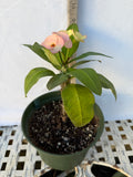Euhorbia Milii Crown Of Thorns Corona de Cristo 'Name it Yourself' Pink Variety