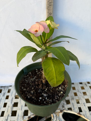 Euhorbia Milii Crown Of Thorns Corona de Cristo 'Name it Yourself' Pink Variety