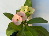 Euhorbia Milii Crown Of Thorns Corona de Cristo 'Name it Yourself' Pink Variety
