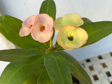 Euhorbia Milii Crown Of Thorns Corona de Cristo 'Name it Yourself' Pink Variety