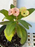Euhorbia Milii Crown Of Thorns Corona de Cristo 'Name it Yourself' Pink Variety