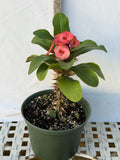 Euphorbia Milii Crown of Thorns Corona de Cristo "Name it Yourself"