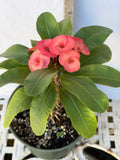 Euphorbia Milii Crown of Thorns Corona de Cristo "Name it Yourself"