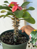 Euphorbia Milii Crown of Thorns Corona de Cristo "Name it Yourself"