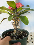 Euphorbia Milii Crown of Thorns Corona de Cristo "Name it Yourself"