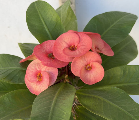 Euphorbia Milii Crown of Thorns Corona de Cristo "Name it Yourself"