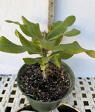 Euphorbia Milii UDOM PHON Crown of Thorns Corona de Cristo Cactus Thai Hybrid