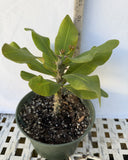 Euphorbia Milii UDOM PHON Crown of Thorns Corona de Cristo Cactus Thai Hybrid