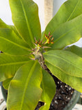 Euphorbia Milii UDOM PHON Crown of Thorns Corona de Cristo Cactus Thai Hybrid