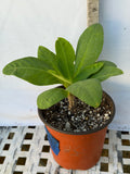 Euphorbia Milii NEW MILLIONAIRE Crown of Thorns Corona De Cristo Thai Hybrid