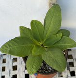 Euphorbia Milii NEW MILLIONAIRE Crown of Thorns Corona De Cristo Thai Hybrid