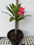 Euphorbia Milii HWAN CHAI Crown Of Thorns  Corona de Cristo