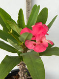 Euphorbia Milii HWAN CHAI Crown Of Thorns  Corona de Cristo