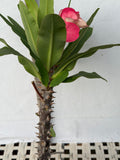 Euphorbia Milii HWAN CHAI Crown Of Thorns  Corona de Cristo
