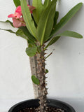 Euphorbia Milii HWAN CHAI Crown Of Thorns  Corona de Cristo