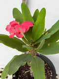 Euphorbia Milii HWAN CHAI Crown Of Thorns  Corona de Cristo