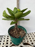 Euphorbia Milii GOLDEN JADE (Yok Tong Kum) Crown Of Thorns Corona de Cristo Cactus