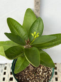 Euphorbia Milii GOLDEN JADE (Yok Tong Kum) Crown Of Thorns Corona de Cristo Cactus