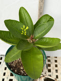 Euphorbia Milii GOLDEN JADE (Yok Tong Kum) Crown Of Thorns Corona de Cristo Cactus
