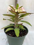 Euphorbia Milii ANGEL ROCK Crown of Thorns Corona de Cristo Cactus