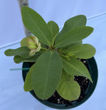 Euphorbia Milii KEANG DAO Crown of Thorns Corona De Cristo