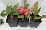 3 Plants Different Colors Crown Of Thorns Euphorbia Milii Coronas de Cristo