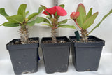 3 Plants Different Colors Crown Of Thorns Euphorbia Milii Coronas de Cristo