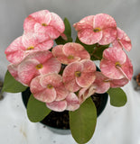 Euphorbia Milii ENDLESS LOVE Crown of Thorns Corona de Cristo Thai Hybrid