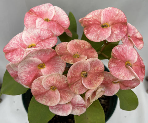 Euphorbia Milii ENDLESS LOVE Crown of Thorns Corona de Cristo Thai Hybrid