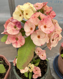 Euphorbia Milii GOLDEN QUEEN (Tong Tawee Kuhn) Crown of Thorns Corona de Cristo Succulents Tropicals