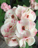 Euphorbia Milii Sexy Polka Crown of Thorns – Starter Cutting