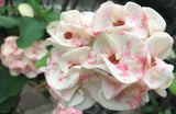 Euphorbia Milii Sexy Polka Crown of Thorns – Starter Cutting
