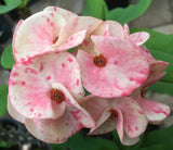 Euphorbia Milii Sexy Polka Crown of Thorns – Starter Cutting
