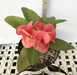 Euhorbia Milii CALIFORNIA SUNRISE Crown Of Thorns Corona de Cristo