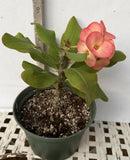 Euphorbia Milii UDOM PHON Crown of Thorns Corona de Cristo Cactus Thai Hybrid