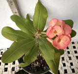 Euphorbia Milii UDOM PHON Crown of Thorns Corona de Cristo Cactus Thai Hybrid