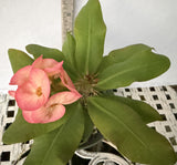Euphorbia Milii UDOM PHON Crown of Thorns Corona de Cristo Cactus Thai Hybrid