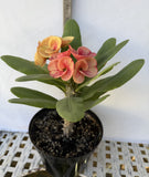 Euphorbia Milii CHAM CHAN Crown of Thorns  Corona de Cristo