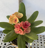 Euphorbia Milii CHAM CHAN Crown of Thorns  Corona de Cristo